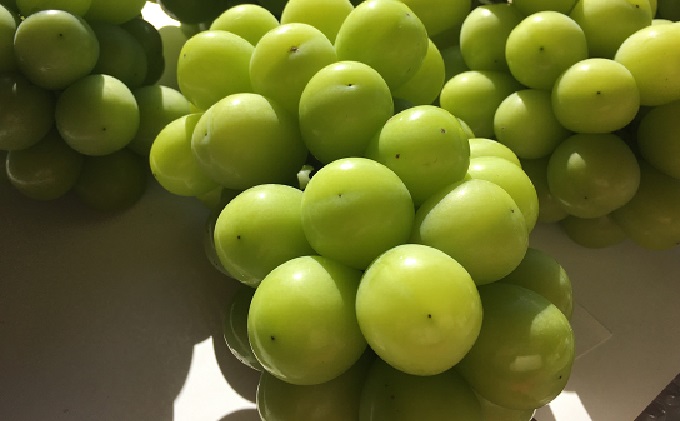 ぶどう 定期便 2026年 先行予約 シャイン マスカット 晴王 各月2房（1房600g以上） 2回コース マスカット ブドウ 葡萄 岡山県産 国産 フルーツ 果物 ギフト 上品な香り 最高級 大粒 種なし