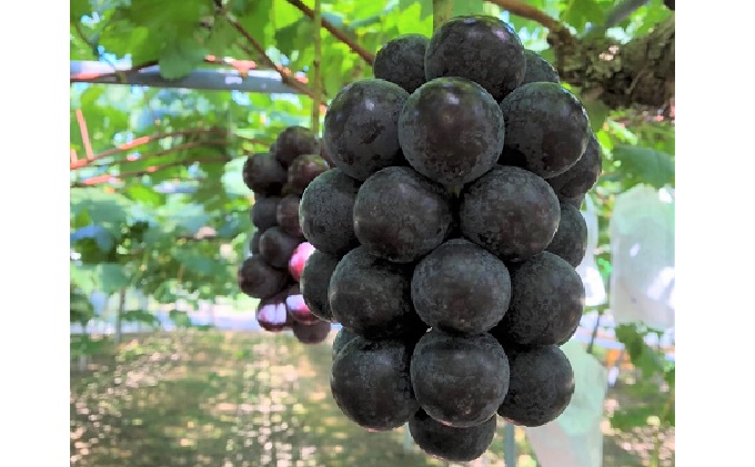 ぶどう 2026年 先行予約 ひらた農園 岡山県産 加温ハウス栽培 ニューピオーネ 約2kg（3～5房） 果物 ぶどう フルーツ