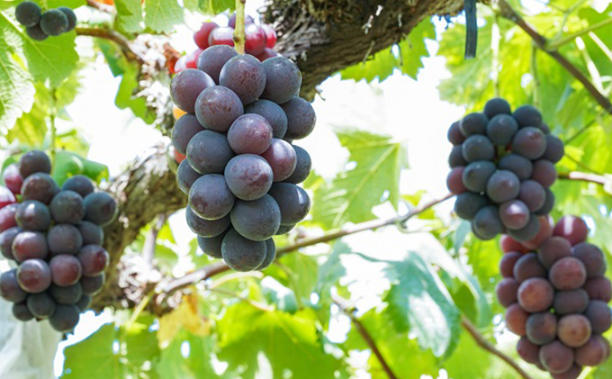 厳選 シャインマスカット・ニューピオーネ 2房 合計1.0kg以上 詰合せ 産地直送 朝採れ ぶどう 葡萄 Kawahara Green Farm 岡山県産 2026年 果物 フルーツ 人気 甘い セット