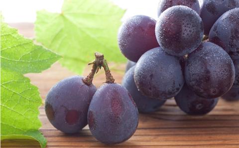 ぶどう 2026年 先行予約 特選 岡山の旬の果物詰合せ-4 シャインマスカット 晴王 ブドウ  葡萄  岡山県産 国産 フルーツ 果物 ギフト