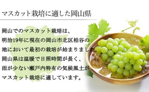 ぶどう 2026年 先行予約 マスカット ・オブ・アレキサンドリア 約600g×1房 ブドウ 葡萄  岡山県産 国産 フルーツ 果物 ギフト 岡山のブドウ デザート 食べ物 日本産