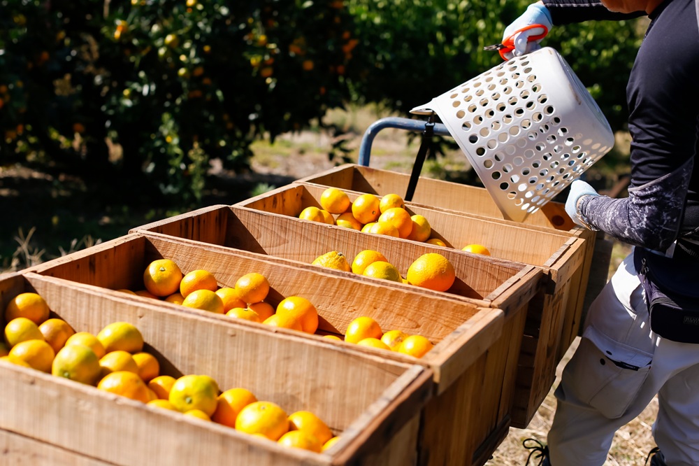 【訳あり】もんしーみかん（岡山県大藪産）約5kg 果物類 柑橘類 フルーツ お孫さん お子様 イラスト 減農薬栽培 安心 甘酸っぱさ