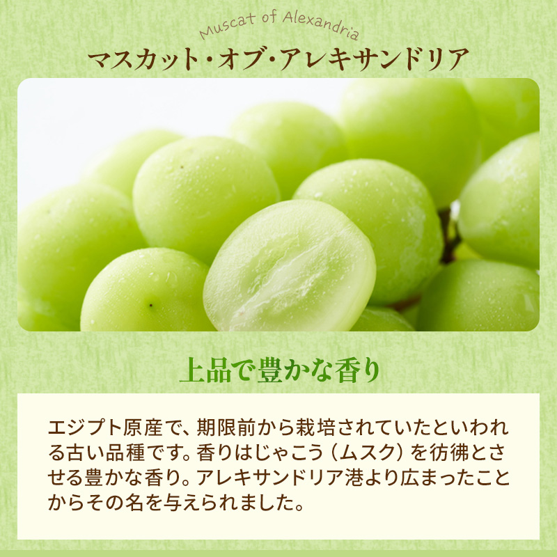 ぶどう 2026年 先行予約 マスカット ・オブ・アレキサンドリア 約600g×1房 ブドウ 葡萄  岡山県産 国産 フルーツ 果物 ギフト 岡山のブドウ デザート 食べ物 日本産
