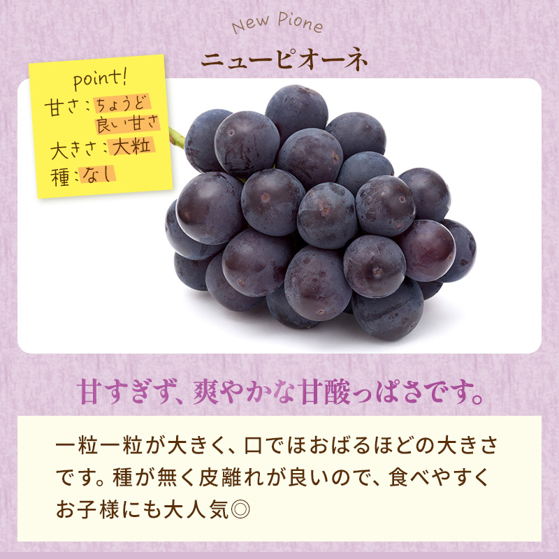 ぶどう 2026年 先行予約 ご家庭用 ニュー ピオーネ 3～6房 約2kg ブドウ 葡萄  岡山県産 国産 フルーツ 果物 巨峰 美しい 外観 大粒 高糖度 種なし 皮ごと 芳醇 酸味 美味しい 絶妙 バランス 大人気