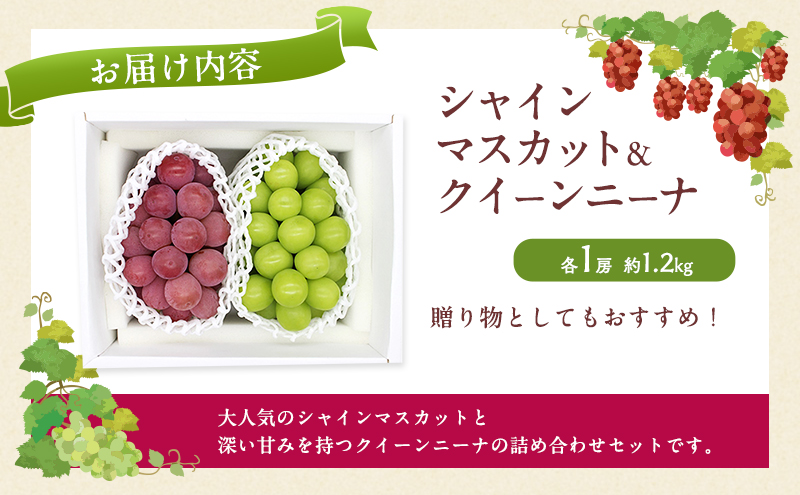 ぶどう 2026年 先行予約 シャインマスカット ＆ クイーンニーナ 各1房 約1.2kg ブドウ 葡萄 岡山県産 国産 フルーツ 果物 直送！せとうちバスケット