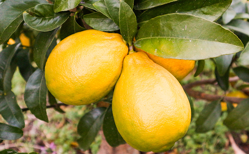 璃の香 レモン イエロー ご家庭用 約4kg れもん 檸檬 柑橘 国産  果汁 果物 フルーツ ゆめさきファーム