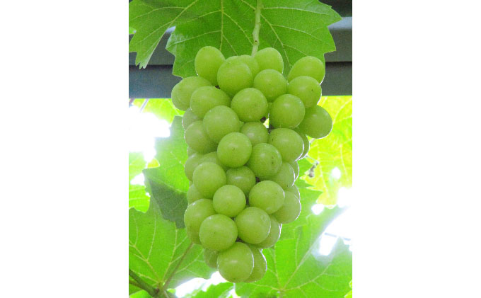 ぶどう 2026年 先行予約 シャイン マスカット 【8月中旬～順次発送分】約2kg 糖度抜群！ ブドウ 葡萄  岡山県産 国産 フルーツ 果物 ギフト 果物類