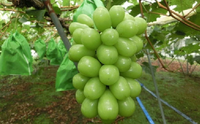 ぶどう 定期便 2026年 先行予約 シャイン マスカット 晴王 各月2房（1房600g以上） 2回コース マスカット ブドウ 葡萄 岡山県産 国産 フルーツ 果物 ギフト 上品な香り 最高級 大粒 種なし