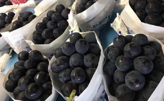 ぶどう 2026年 先行予約 ひらた農園 岡山県産 加温ハウス栽培 ニューピオーネ 2房（1房750g前後） 果物 ぶどう フルーツ