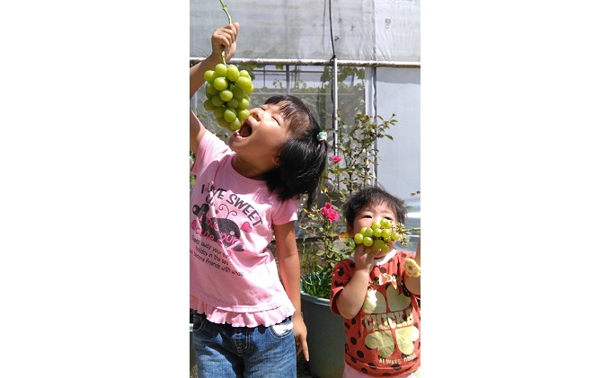 ぶどう 2026年 先行予約 シャインマスカット 1房 約500g 減農薬／ハウス栽培 ブドウ 葡萄 岡山県産 国産 フルーツ 果物 ギフト ばんの農園 果物類