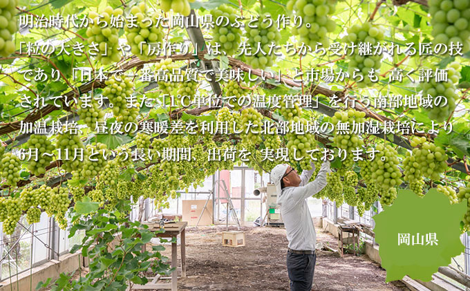 ぶどう 2026年 先行予約 シャイン マスカット 晴王 約400g×2房 ブドウ 葡萄  岡山県産 国産 フルーツ 果物 ギフト 果物類