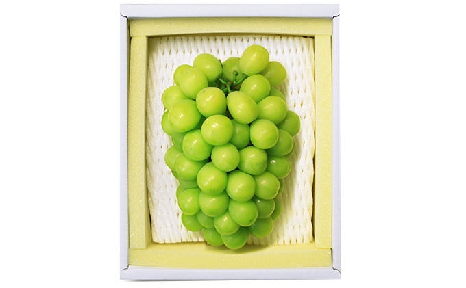 ぶどう 2026年 先行予約 シャイン マスカット 晴王 1房 700g以上 マスカット ブドウ 葡萄  岡山県産 国産 フルーツ 果物 ギフト 環山堂