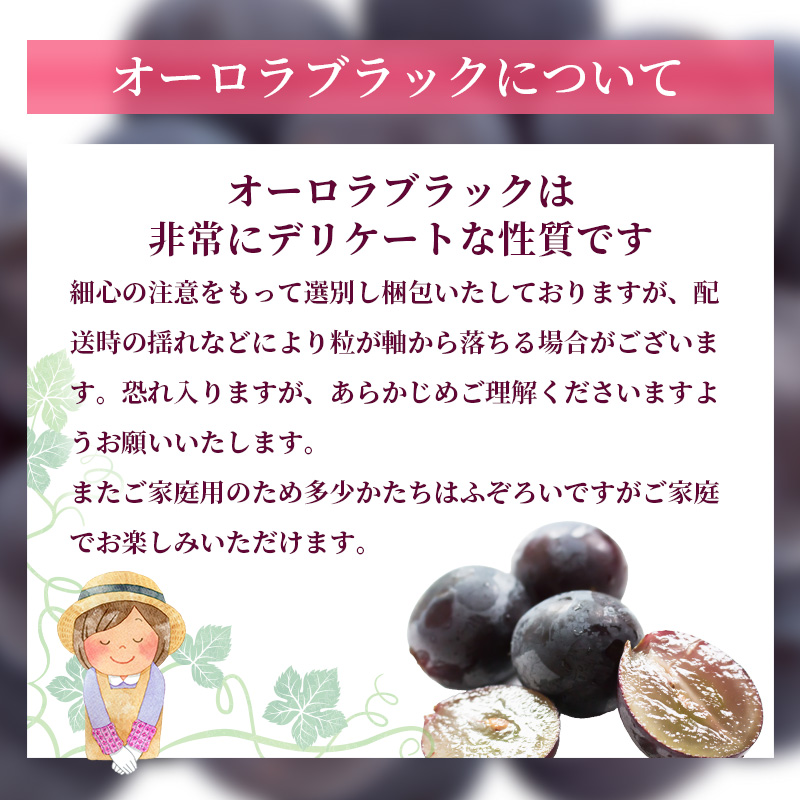 ぶどう 2026年 先行予約 ご家庭用 オーロラブラック 2～3房 合計約1.2kg ブドウ 葡萄  岡山県産 国産 フルーツ 果物 ギフト