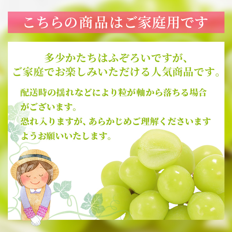 ぶどう 2026年 先行予約 ご家庭用 シャイン マスカット 2～3房 合計約1.2kg ブドウ 葡萄  岡山県産 国産 フルーツ 果物 ギフト