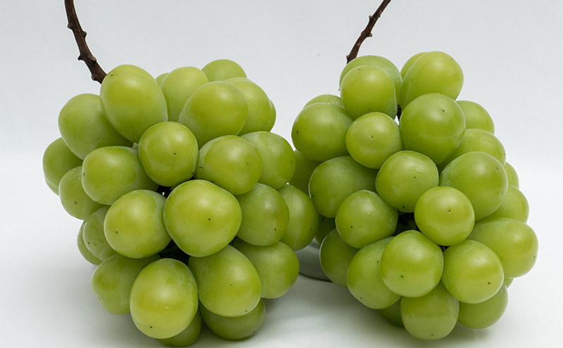 ぶどう 2026年 先行予約 シャイン マスカット 晴王 2房（合計約1.1kg）化粧箱入り マスカット ブドウ 葡萄  岡山県産 国産 フルーツ 果物 ギフト 果物類 大粒 1.1kg