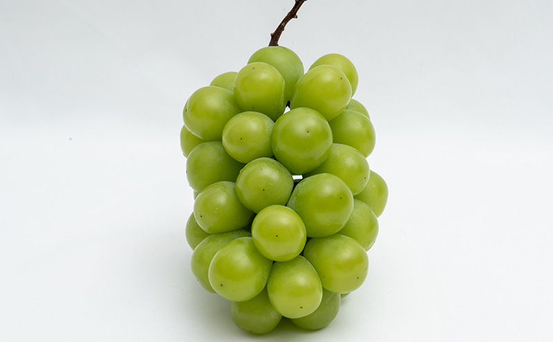 ぶどう 2026年 先行予約 シャイン マスカット 晴王 1房（1房670g以上）化粧箱入り マスカット ブドウ 葡萄  岡山県産 国産 フルーツ 果物 ギフト 果物類 大粒