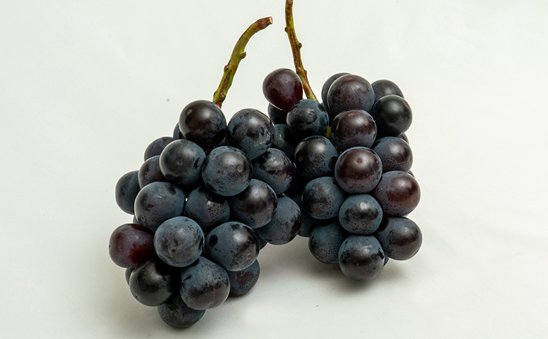 ぶどう 2026年 先行予約 ニュー ピオーネ 2房（合計約940g）化粧箱入り ブドウ 葡萄  岡山県産 国産 フルーツ 果物 ギフト