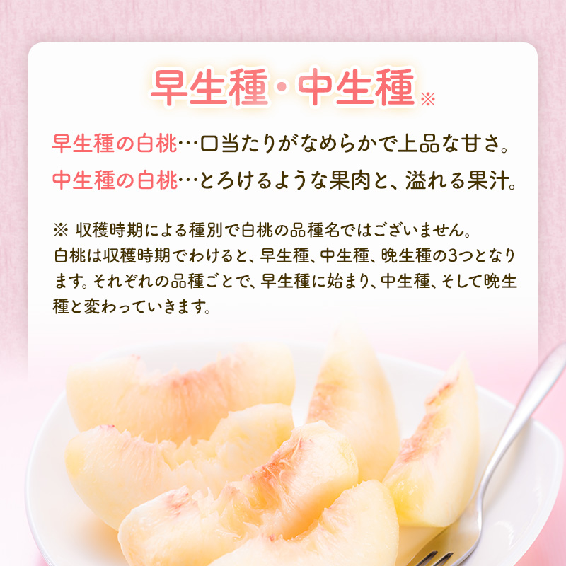 桃 2026年 先行予約 岡山 白桃 エース 4～6玉 約1kg JA おかやま のもも（早生種・中生種） もも モモ 岡山県産 国産 フルーツ 果物 ギフト