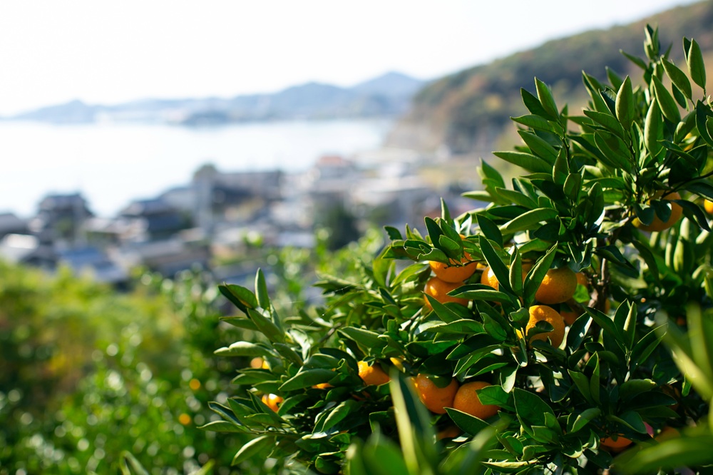 【訳あり】もんしーみかん（岡山県大藪産）約5kg 果物類 柑橘類 フルーツ お孫さん お子様 イラスト 減農薬栽培 安心 甘酸っぱさ