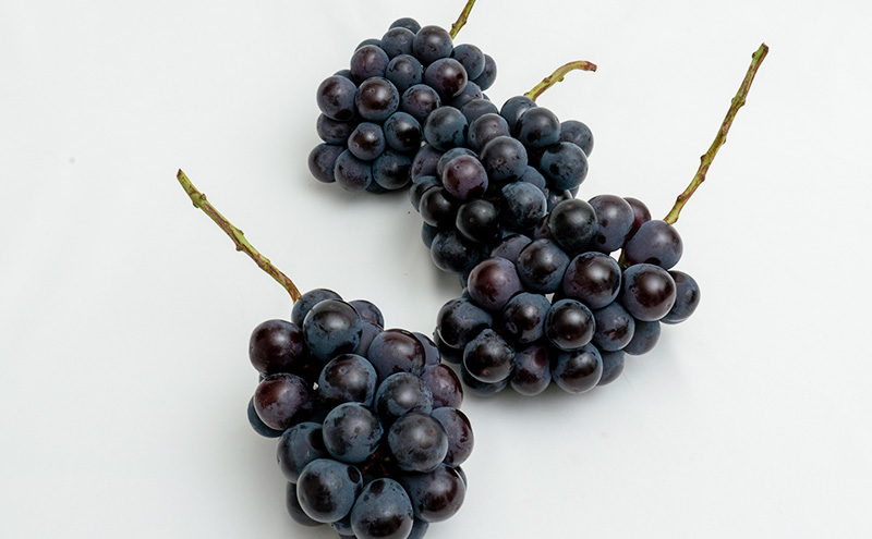 ぶどう 2026年 先行予約 ニュー ピオーネ 4房（1房480g以上）約2kg ブドウ 葡萄 岡山県産 国産 フルーツ 果物 ギフト