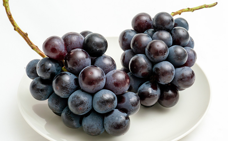 ぶどう 2026年 先行予約 ニュー ピオーネ 2房（1房480g以上）約1kg 化粧箱入り ブドウ 葡萄 岡山県産 国産 フルーツ 果物 ギフト