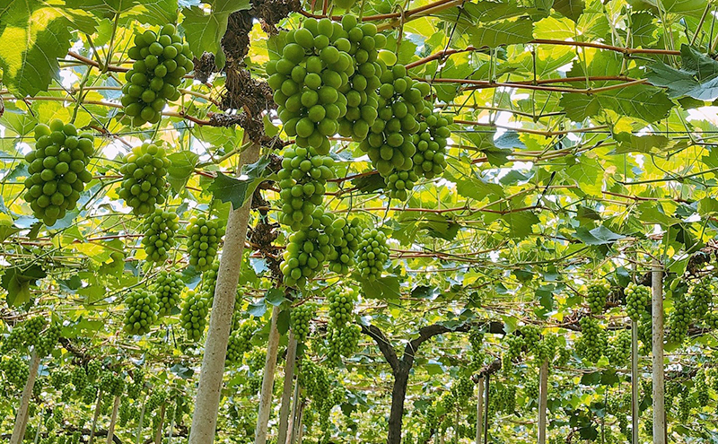 ぶどう 2026年 先行予約  【平均糖度20度】 ご家庭用 農家こだわりの シャイン マスカット 3～5房 合計約2.0kg ブドウ 葡萄 岡山県産 国産 フルーツ 果物 【 Nini farm 農家 直送 】 岡山のぶどう デザート