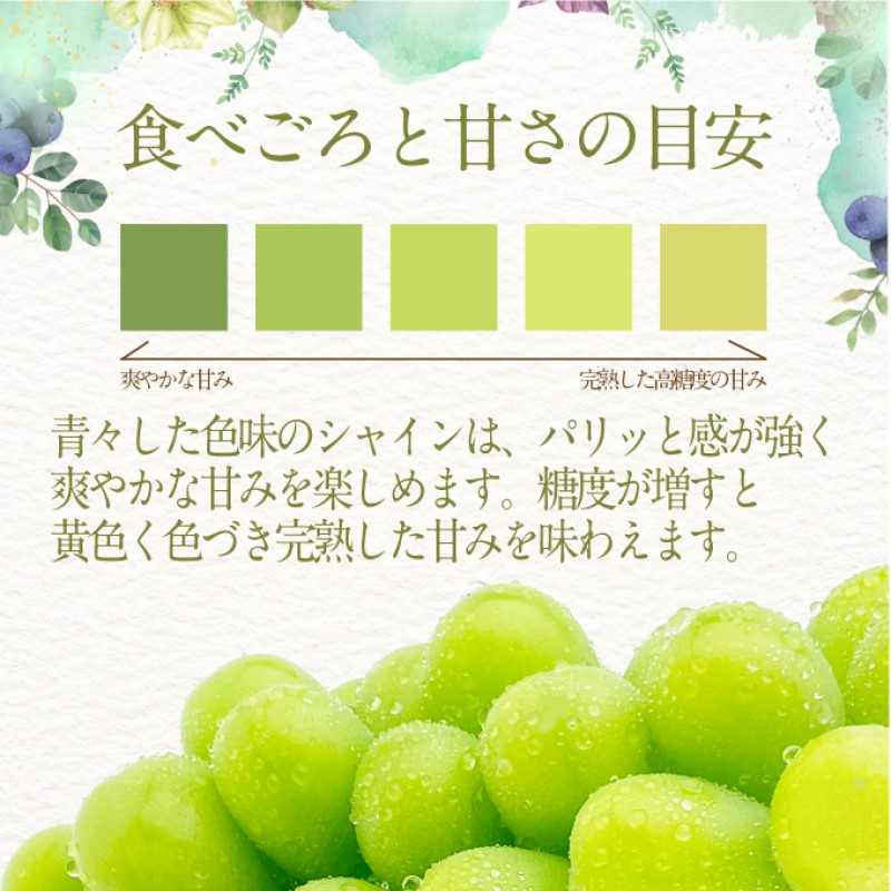 ぶどう 2026年度分 先行予約 【プレミアムシャインマスカット 晴王 2房 約1.2kg】船穂産　赤秀品以上  岡山県産 葡萄 ブドウ ギフト ハレノフルーツ 皮ごと食べる みずみずしい