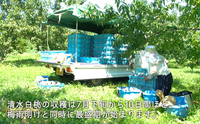 桃 2026年 先行予約 清水白桃 約2.2kg 大玉 6～7玉 もも モモ 岡山県産 国産 フルーツ 果物 ギフト