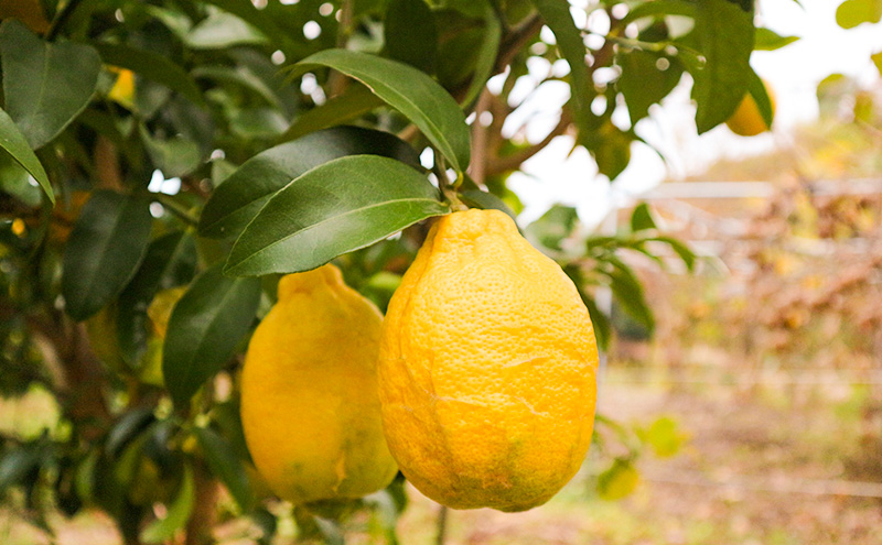 璃の香 レモン イエロー ご家庭用 約4kg れもん 檸檬 柑橘 国産  果汁 果物 フルーツ ゆめさきファーム