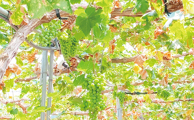 ぶどう 2026年 先行予約 9月・10月発送 シャイン マスカット 晴王 1房 約600g ブドウ 葡萄  岡山県産 国産 フルーツ 果物 ギフト