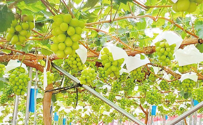 ぶどう 2026年 先行予約 9月・10月発送 シャイン マスカット 晴王 2房（合計約1.2kg） ブドウ 葡萄  岡山県産 国産 フルーツ 果物 ギフト