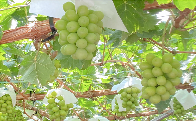 ぶどう 2026年 先行予約 9月・10月発送 シャイン マスカット 晴王 2房（合計約1.1kg） ブドウ 葡萄  岡山県産 国産 フルーツ 果物 ギフト