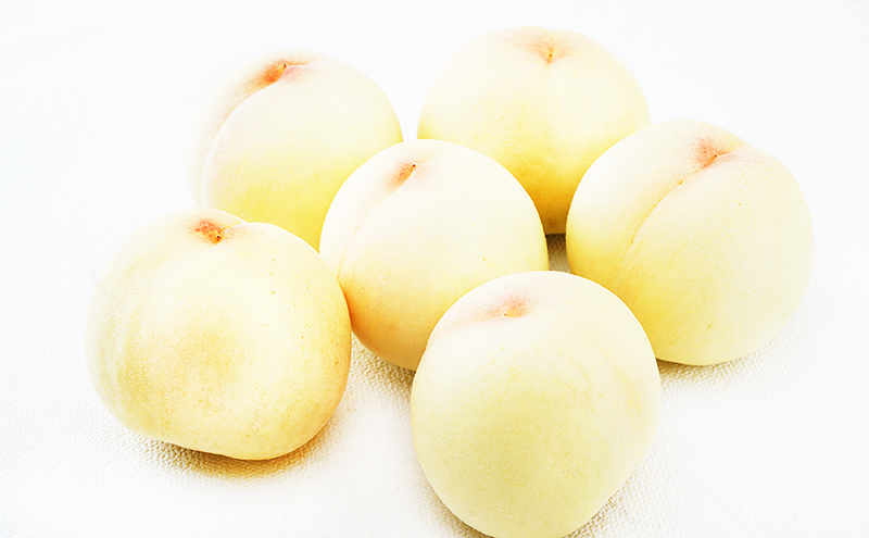 桃 定期便 2026年 先行予約 岡山 の 白桃 6玉 合計1.6kg以上×2回 お届け 化粧箱入り もも モモ 岡山産 国産 フルーツ 果物 ギフト