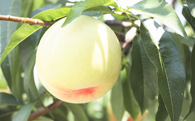 桃 ぶどう 2026年 先行予約 果物 味比べ三昧  岡山 白桃 2玉 等級：ロイヤル（1玉260g以上）ニュー ピオーネ 1房 580g以上 詰合せ もも 葡萄 岡山県産 国産 フルーツ 果物 ギフト