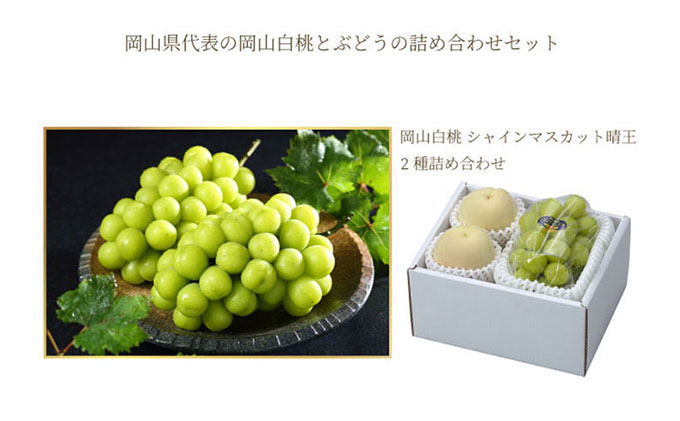 桃 ぶどう 2026年 先行予約 岡山 白桃 エース 2玉×約250g（2Lサイズ、早生種・中生種）シャイン マスカット 晴王 1房約500g  詰め合わせ 岡山県産 フルーツ