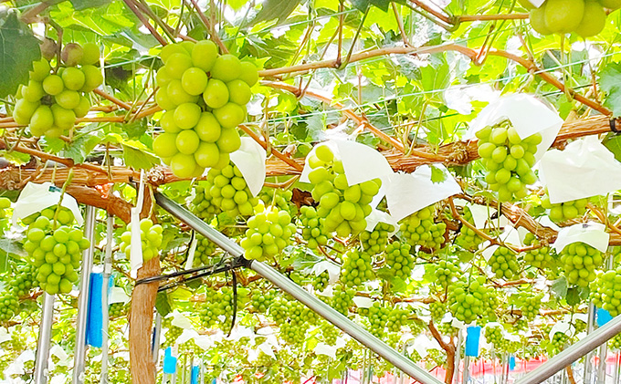 ぶどう 2026年 先行予約 シャイン マスカット 晴王 1房 約670g 晴れの国 おかやま 岡山県産 フルーツ王国 果物王国