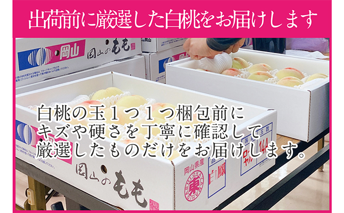 桃 2026年 先行予約 岡山の白桃 250g以上×6玉 白桃 旬 みずみずしい 晴れの国 おかやま 岡山県産 フルーツ王国 果物王国 夏の果物 果汁 とろける 上品な香り