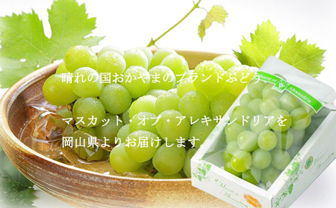 ぶどう 2026年 先行予約 マスカット ・オブ・アレキサンドリア 約600g×1房 ブドウ 葡萄  岡山県産 国産 フルーツ 果物 ギフト 岡山のブドウ デザート 食べ物 日本産