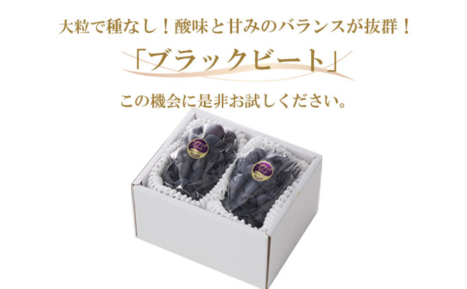 ぶどう 2026年 先行予約 ブラックビート 約400g×2房 ブドウ 葡萄  岡山県産 国産 フルーツ 果物 ギフト 岡山のブドウ デザート 食べ物 日本産
