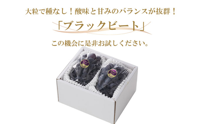 ぶどう 2026年 先行予約 ブラックビート 約500g×2房 ブドウ 葡萄  岡山県産 国産 フルーツ 果物 ギフト 岡山のブドウ デザート 食べ物 日本産