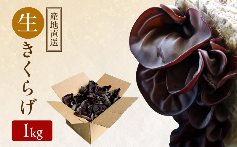 【 産地直送 】 有機JAS 生きくらげ 1kg オーガニック きくらげ 野菜 きのこ 岡山県 玉野市 栽培期間中化学肥料不使用 栽培期間中農薬不使用
