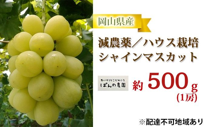 ぶどう 2026年 先行予約 シャインマスカット 1房 約500g 減農薬／ハウス栽培 ブドウ 葡萄 岡山県産 国産 フルーツ 果物 ギフト ばんの農園 果物類