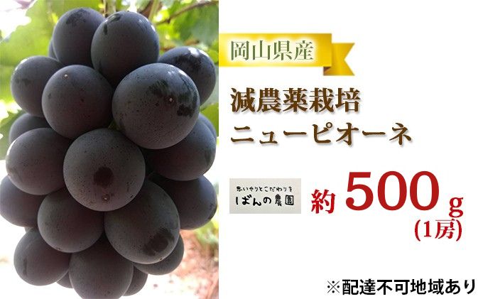 ぶどう 2026年 先行予約 ニューピオーネ 1房 約500g 減農薬栽培 ブドウ 葡萄 岡山県産 国産 フルーツ 果物 ギフト ばんの農園 ニューピオーネ 種なし
