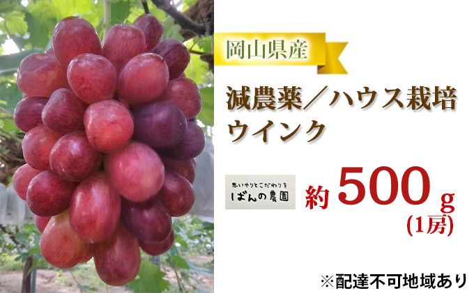 ぶどう 2026年 先行予約 ぶどう ウインク 1房 約500g 減農薬／ハウス栽培 ブドウ 葡萄 岡山県産 国産 フルーツ 果物 ギフト ばんの農園 種なし