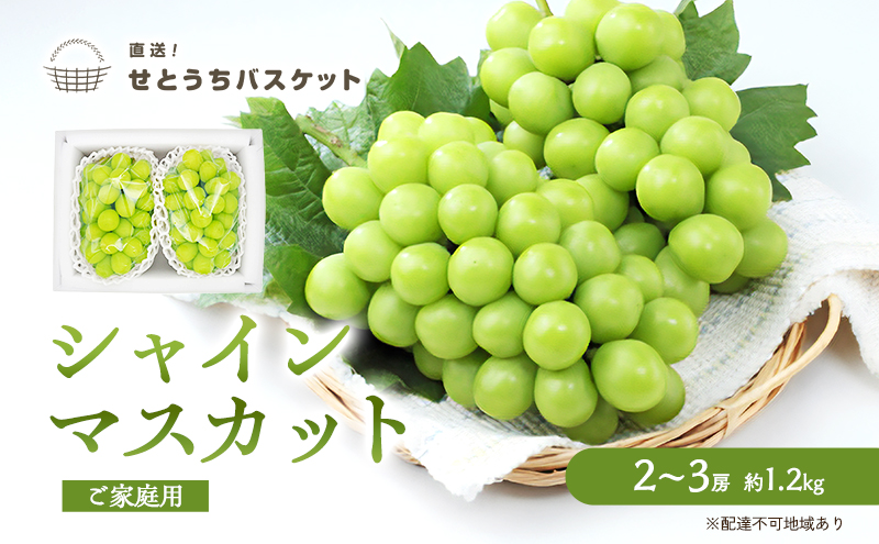 ぶどう 2026年 先行予約 ご家庭用 シャインマスカット 2～3房 約1.2kg ブドウ 葡萄 岡山県産 国産 フルーツ 果物 直送！せとうちバスケット 種なし 大粒 産地直送 デザート