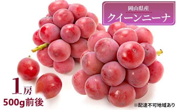 ぶどう 2026年 先行予約 クイーンニーナ 1房 500g前後 ブドウ 葡萄  岡山県産 国産 フルーツ 果物 ギフト 濃厚 甘み 後味が良い 大粒 糖度20度 デザート