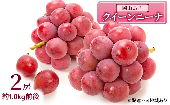 ぶどう 2026年 先行予約 クイーンニーナ 2房 約1.0kg前後 ブドウ 葡萄  岡山県産 国産 フルーツ 果物 ギフト 濃厚 甘み 後味が良い 大粒 糖度20度 デザート