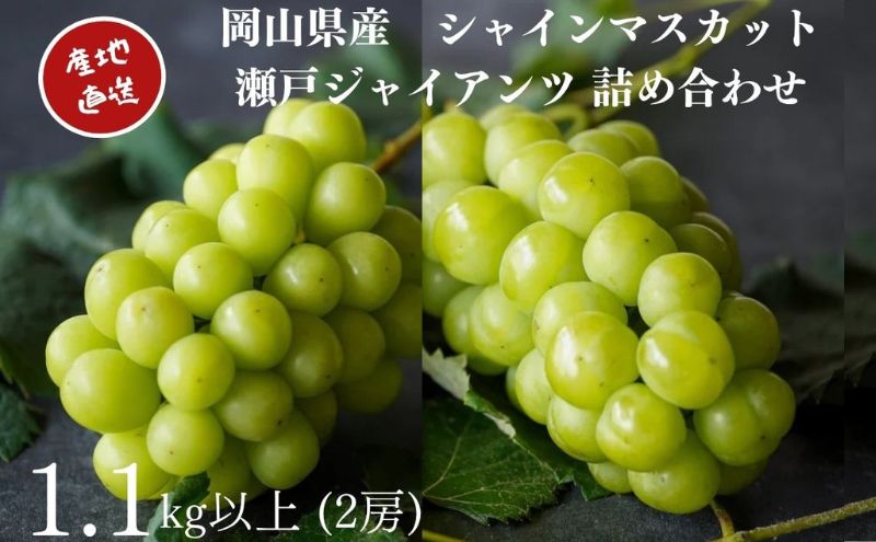 厳選 シャインマスカット・瀬戸ジャイアンツ 2房 合計1.1kg以上 詰合せ 産地直送 朝採れ ぶどう 葡萄 Kawahara Green Farm 岡山県産 2026年 果物 フルーツ 岡山のブドウ デザート 食べ物 国産 日本産