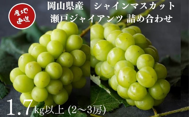 厳選 シャインマスカット・瀬戸ジャイアンツ 2～3房 合計1.7kg以上 詰合せ 産地直送 朝採れ ぶどう 葡萄 Kawahara Green Farm 岡山県産2026年 果物 フルーツ 岡山のブドウ デザート 食べ物 国産 日本産