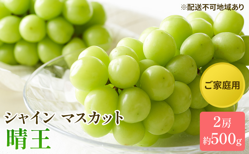ぶどう 2026年 先行予約 ご家庭用 シャイン マスカット 晴王 約500g×2房 ブドウ 葡萄  岡山県産 国産 フルーツ 果物 太陽 美しい 外観 大粒 高糖度 種なし 皮ごと 弾力 食感 美味しい